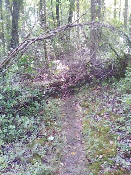 20250816_Grail Tree1.jpg