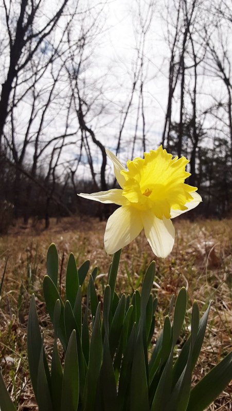 3.22.20 lone dandelion lighting bug lookout.jpg