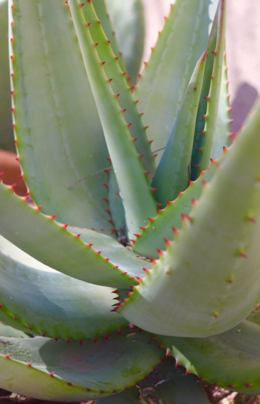 aloe.jpg