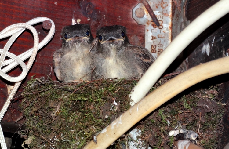 babybirds32.jpg
