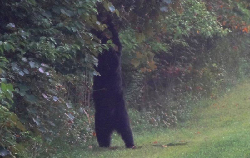 Bear sept15_04.jpg