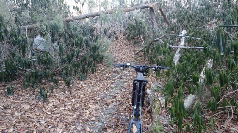 Cedar swamp icy1.JPG