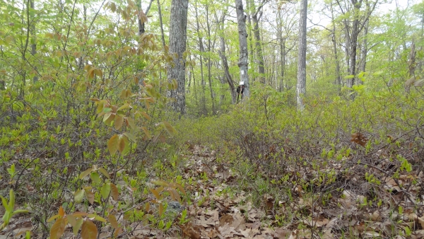 Clinton West right04.jpg