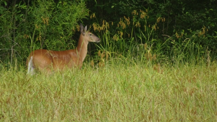 Dsc02780.jpg