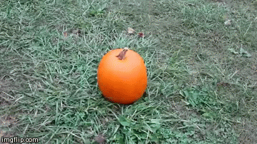 dXtzop2.gif