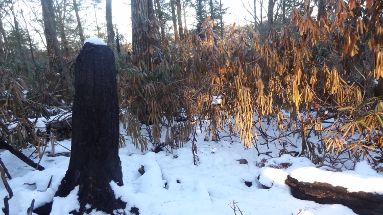 Fire Twin Bridge06.jpg