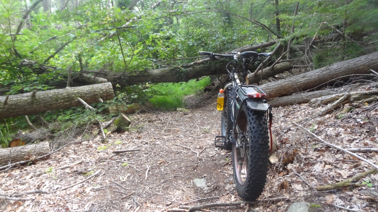 Heather Ln tree01.jpg