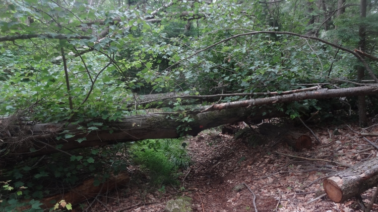 Heather Ln treewk05.jpg