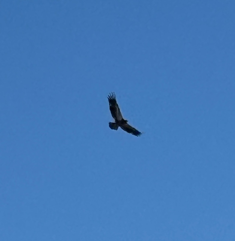 IMG_0283.jpeg