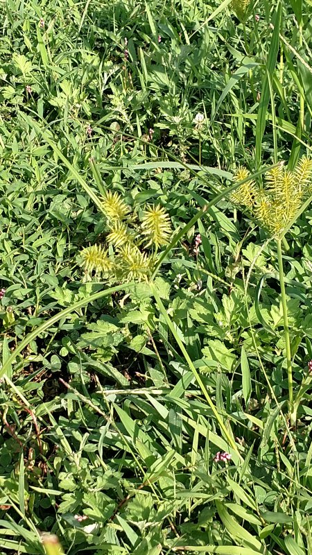 IMG_20190809_171343482.jpg