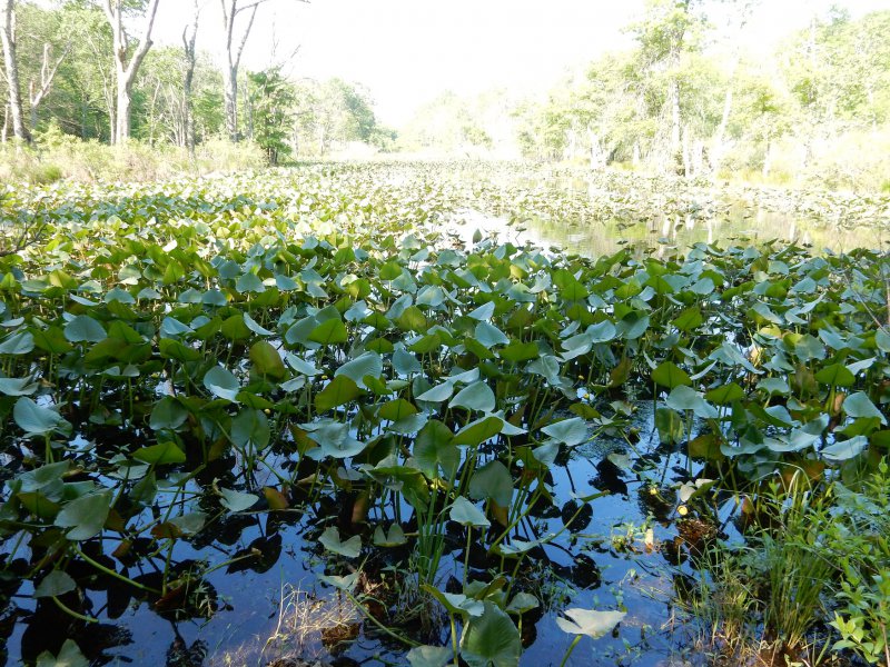 Lily pads.jpg