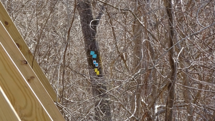 Longpond tr mark06.jpg