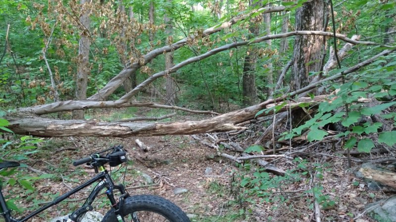 Nature Jim brdg02.jpg