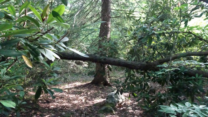 Nature Jim brdg05.jpg