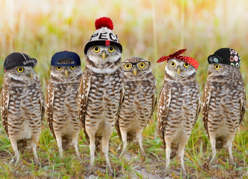 OwlTeam.jpg