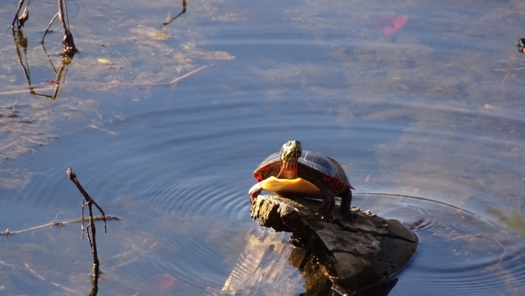 paint turt06.jpg
