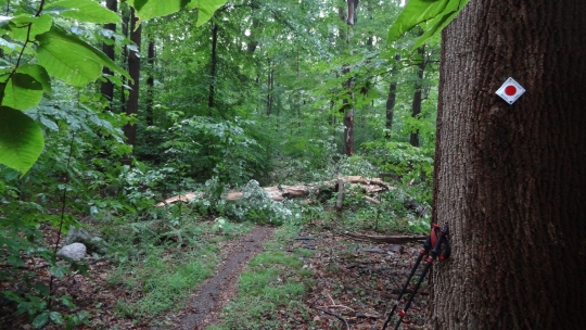 Red Dot trees01.jpg