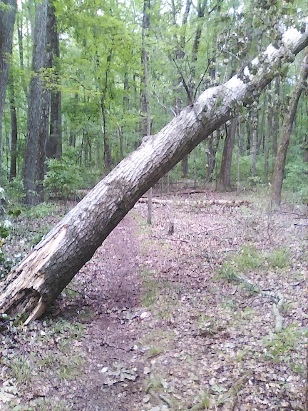 Red Trail Big tree before.jpg