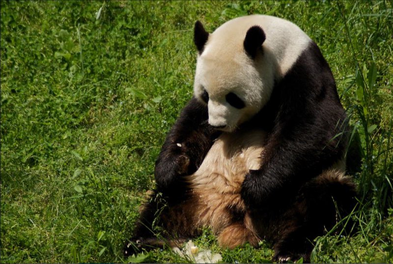 sad panda.JPG