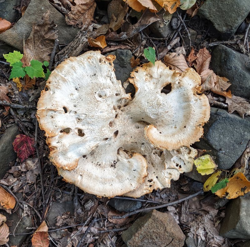 SHROOMS IMG_20191002_104607-01.jpg