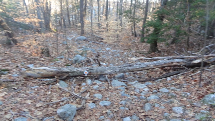 Sitting Bear 3_17_02.jpg