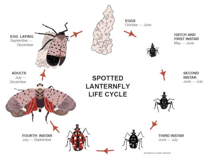 SLF_Lifecycle.jpg