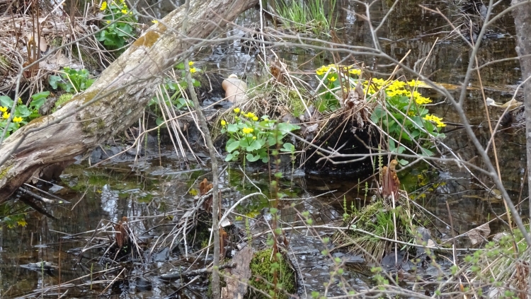 swamp54.jpg