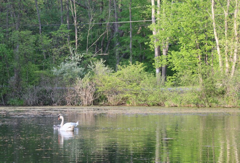 swanpond.jpg