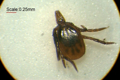 tick.jpg