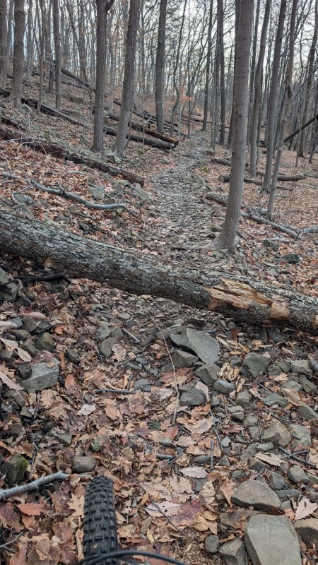 tree.jpeg