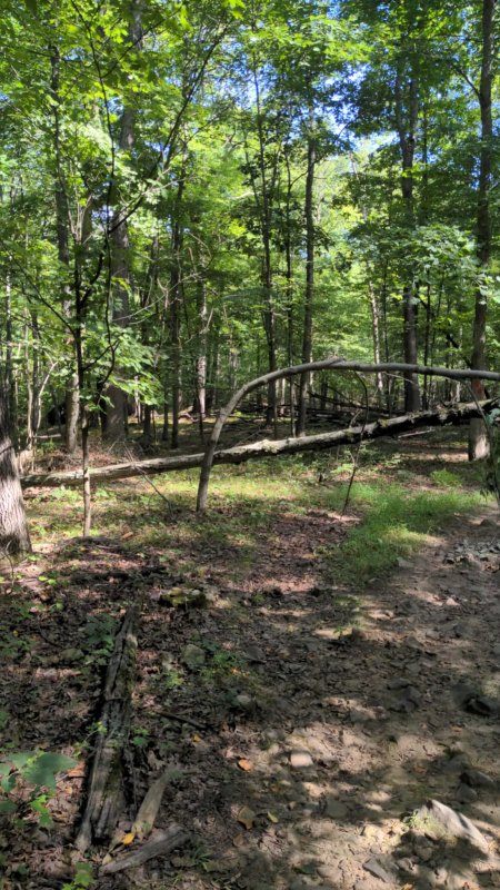 treedown.jpeg