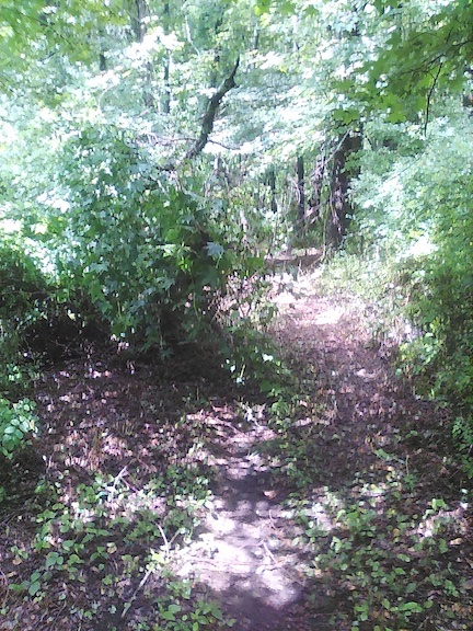 Treetop on Upper Blue.jpg