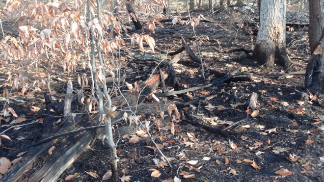 Twin Bridge burnt06.jpg