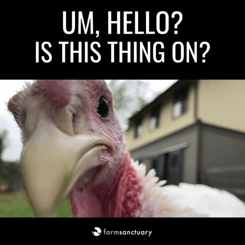 um-hello-is-this-thing-on-farmsanctuary-58074847.png
