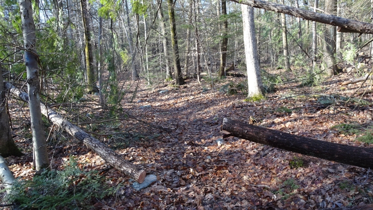 W Hoeg pine08.jpg