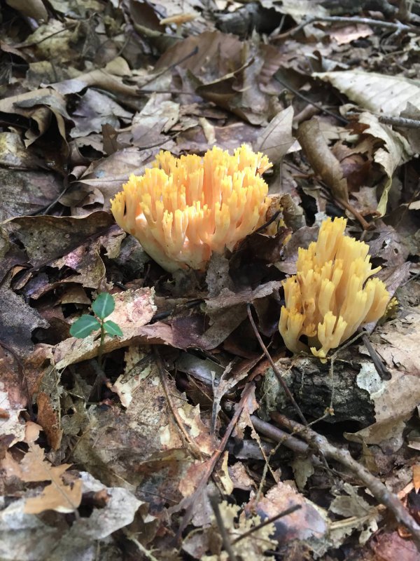 yellow shroom.jpg