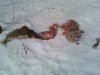 deer-carcass 80pct.jpg