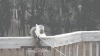 catapult.gif
