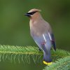 cedar-waxwing.jpg cedar-waxwing.jpg