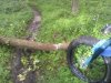 fullsizeoutput_cd4.jpeg