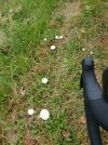 IMG_20201022_113353.jpg