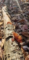 20201114_122547.jpg