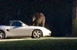 Bear Sits On Porsche | Shifting Lanes