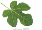 fig-leaf-isolated-on-white-260nw-473177995.jpg