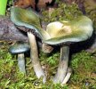 250px-Psilocybe.ovoideocystidiata.green.jpg