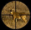 5-18-16-deer-in-a-rifle-scope.jpg