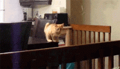 tumblr_inline_pa1gycVqm21qglw0y_400.gif
