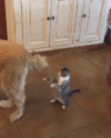 4f0d961c0d1bcf0e1131902758156d5e.gif