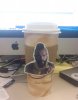 T-Cup.jpg