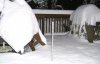 Snow 12-5-09.JPG
